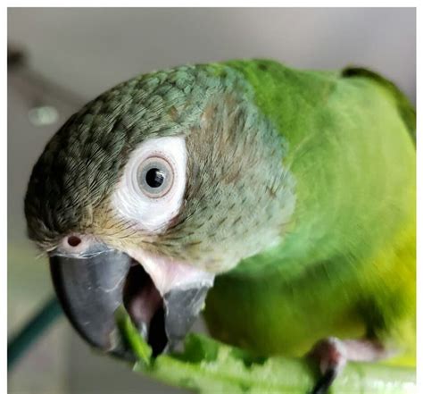 dusky headed conure for sale